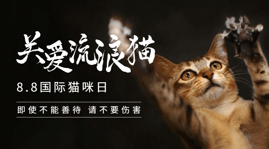国际猫咪日关爱动物公益宣传实景广告banner预览效果