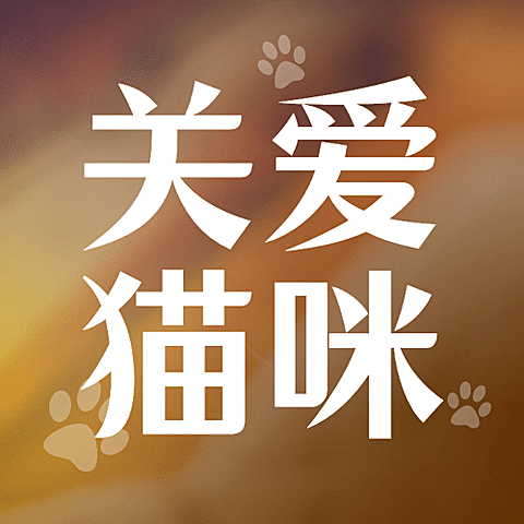 国际猫咪日关爱动物公益宣传可爱公众号次图