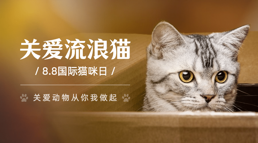 国际猫咪日关爱动物公益宣传可爱实景广告banner