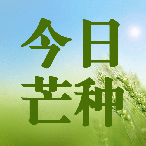 芒种节气祝福问候公众号次图预览效果