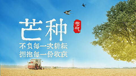 芒种节气祝福麦穗横版海报