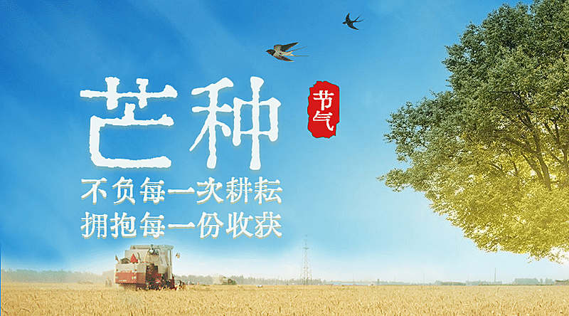 芒种节气祝福麦穗横版海报