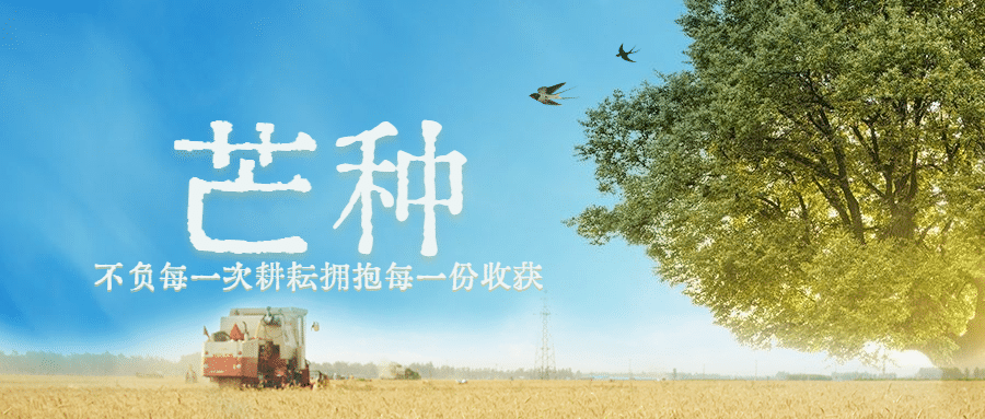芒种节气祝福麦穗公众号首图预览效果