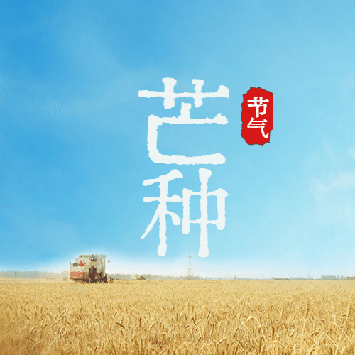 芒种节气祝福麦穗公众号次图预览效果