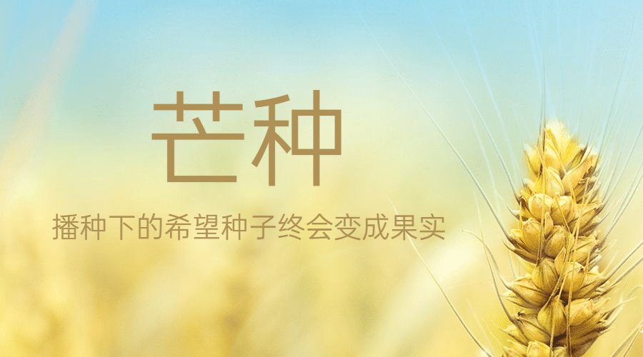 芒种节气祝福麦穗横版海报预览效果