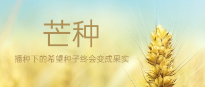芒种节气祝福麦穗公众号首图