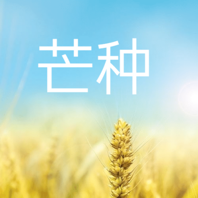 芒种节气祝福麦穗公众号次图