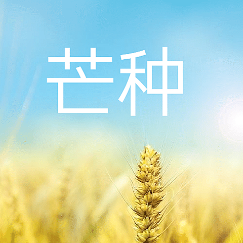 芒种节气祝福麦穗公众号次图
