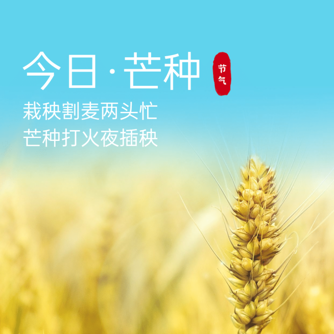 芒种节气祝福麦穗实景方形海报预览效果