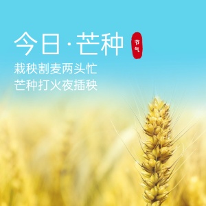 芒种节气祝福麦穗实景方形海报