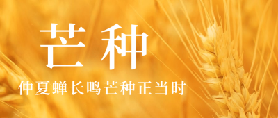 芒种节气祝福问候麦穗公众号首图