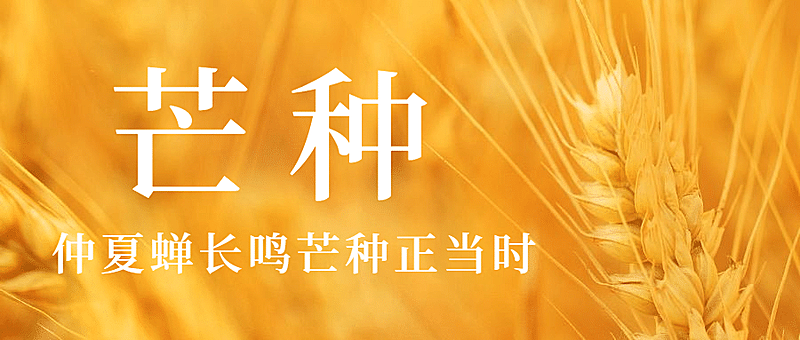 芒种节气祝福问候麦穗公众号首图