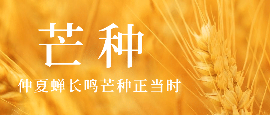芒种节气祝福问候麦穗公众号首图