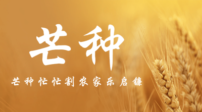 芒种节气祝福问候麦穗横版海报