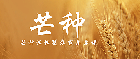 芒种节气祝福问候麦穗公众号首图