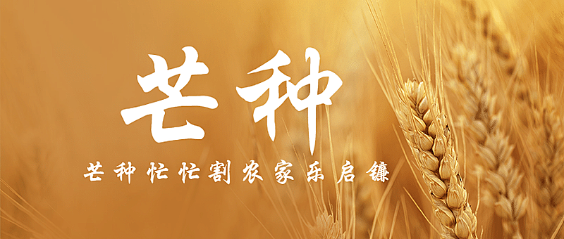 芒种节气祝福问候麦穗公众号首图
