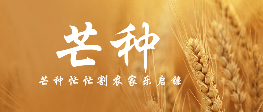 芒种节气祝福问候麦穗公众号首图
