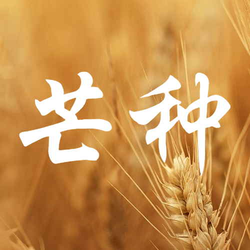 芒种节气祝福问候麦穗公众号次图预览效果