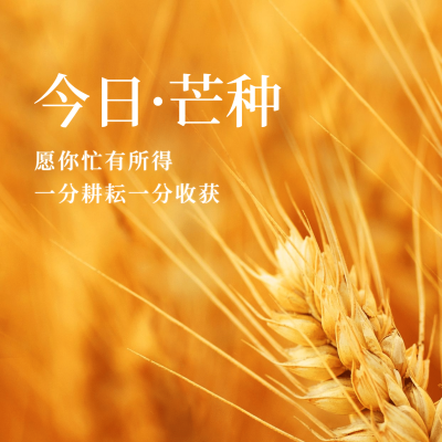 芒种节气祝福问候麦穗实景方形海报