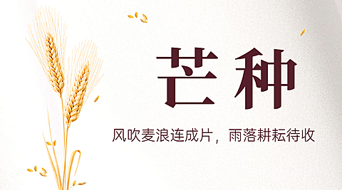 芒种节气祝福问候实景横版海报