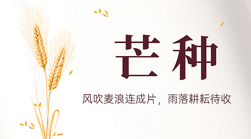 芒种节气祝福问候实景横版海报