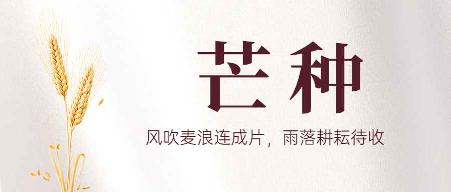 芒种节气祝福问候实景公众号首图预览效果