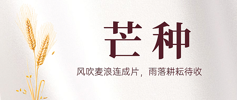 芒种节气祝福问候实景公众号首图
