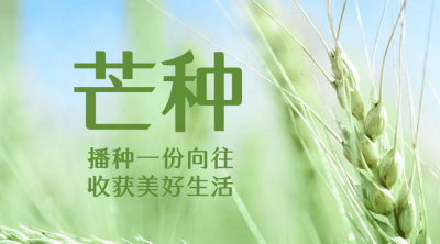 芒种节气祝福问候麦穗实景横版海报
