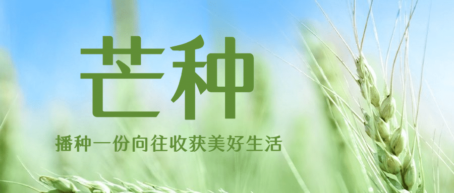 芒种节气祝福麦穗实景公众号首图预览效果