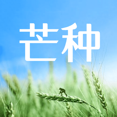 芒种节气祝福麦穗实景公众号次图预览效果