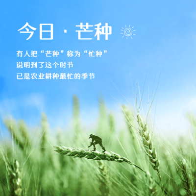 芒种节气祝福麦穗实景方形海报