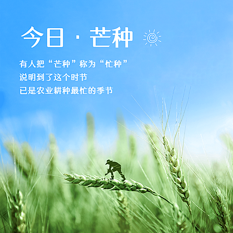 芒种节气祝福麦穗实景方形海报