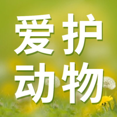 国际猫咪日关爱动物公益宣传清新实景公众号次图