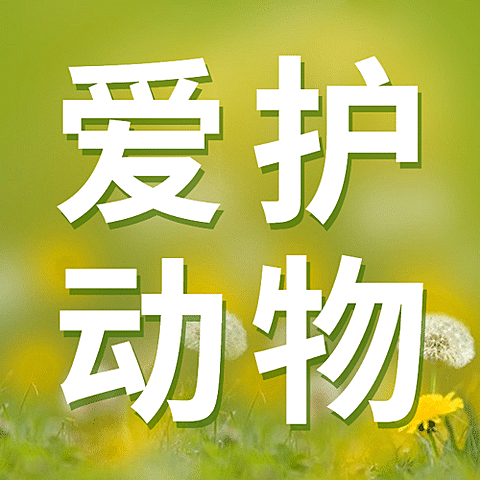 国际猫咪日关爱动物公益宣传清新实景公众号次图