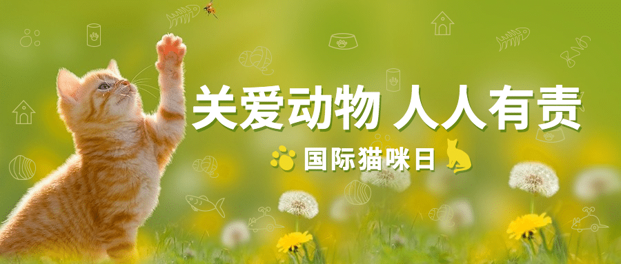 国际猫咪日关爱动物公益宣传清新实景公众号首图预览效果