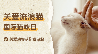 国际猫咪日关爱动物公益宣传实景广告banner