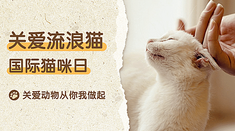 国际猫咪日关爱动物公益宣传实景广告banner