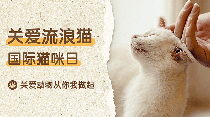 国际猫咪日关爱动物公益宣传实景广告banner
