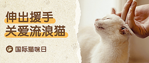 国际猫咪日关爱动物公益宣传实景公众号首图