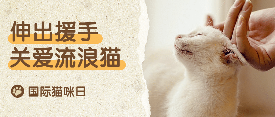 国际猫咪日关爱动物公益宣传实景公众号首图