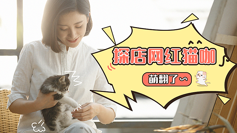 宠物猫萌宠简约实景横版视频封面