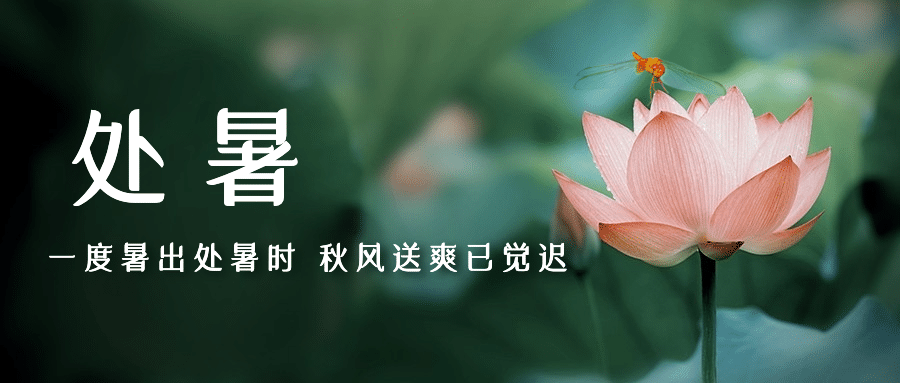 处暑节气莲花实景秋天公众号首图预览效果