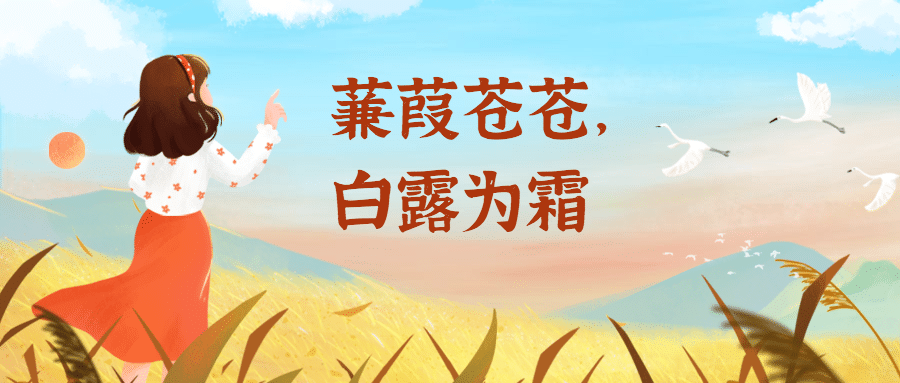 白露节气祝福白鹭鸟手绘公众号首图
