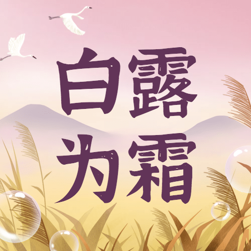 白露节气祝福白鹭鸟手绘公众号次图预览效果