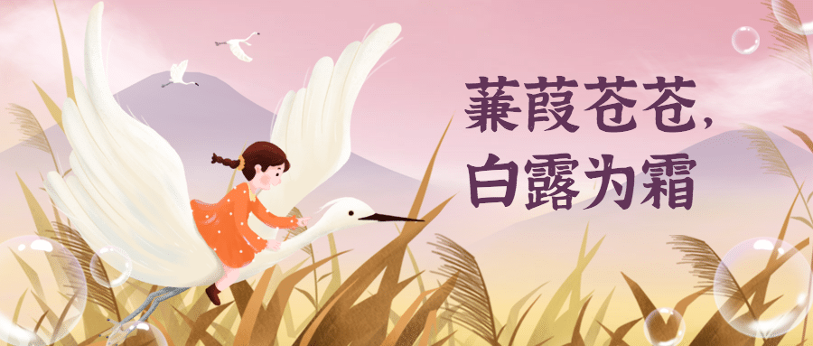 白露节气祝福白鹭鸟手绘公众号首图预览效果