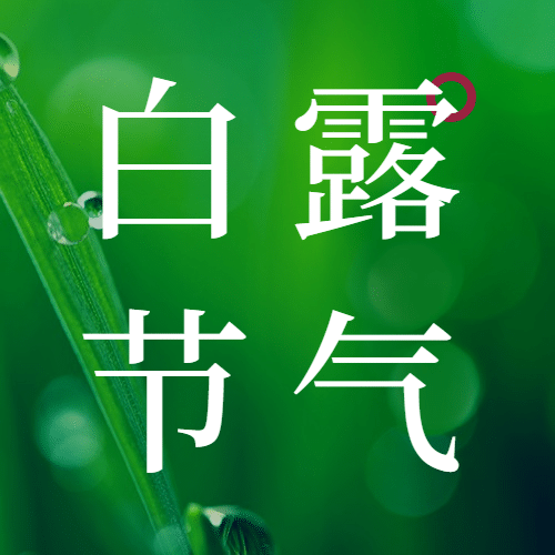 白露节气祝福实景露珠公众号次图预览效果