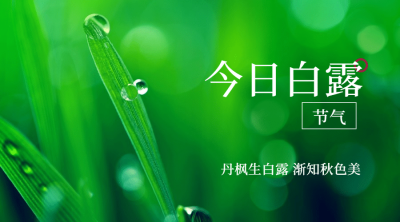白露节气祝福实景露珠横版海报