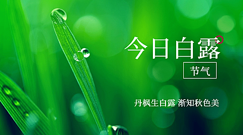 白露节气祝福实景露珠横版海报