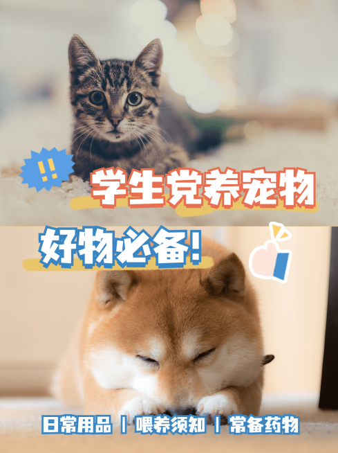 简约轻设计宠物晒图分享小红书配图预览效果