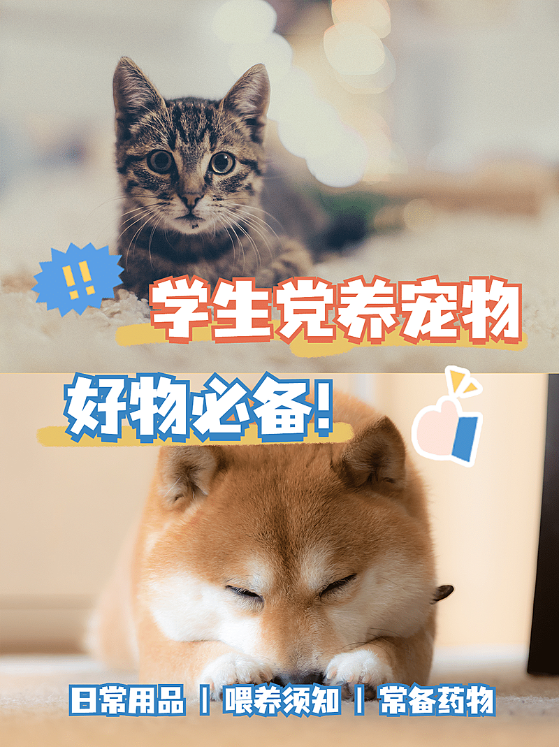 简约轻设计宠物晒图分享小红书配图